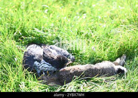 Beizjagd in Ostfriesland. Ein Adler hat einen Feldhasen erlegt. In Niedersachsen haben an diesem Wochenende 20 Falkner aus ganz Europa, an einer traditionellen Beizjagd teilgenommen. Im Jahr 2010 erhielt die Beizjagd besondere Anerkennung: Sie wurde in die repräsentative Liste des immateriellen Kulturerbes der Menschheit der UNESCO aufgenommen. Das Treffen in Riepe bietet den Falknern eine Gelegenheit, ihre beeindruckenden Jagdvögel in Aktion zu zeigen und sich über Techniken und Erfahrungen auszutauschen. Für Naturliebhaber und interessierte ist es ein seltenes Spektakel, die jahrhunderte alt Stockfoto