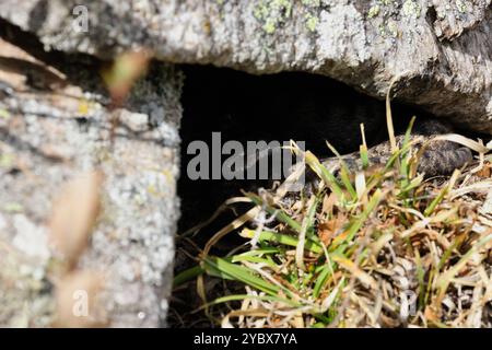 ASP Viper Vipera Aspis Gran Paradiso Nationalpark Italienische Alpen Stockfoto