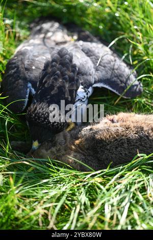 Beizjagd in Ostfriesland. Ein Adler hat einen Feldhasen erlegt. In Niedersachsen haben an diesem Wochenende 20 Falkner aus ganz Europa, an einer traditionellen Beizjagd teilgenommen. Im Jahr 2010 erhielt die Beizjagd besondere Anerkennung: Sie wurde in die repräsentative Liste des immateriellen Kulturerbes der Menschheit der UNESCO aufgenommen. Das Treffen in Riepe bietet den Falknern eine Gelegenheit, ihre beeindruckenden Jagdvögel in Aktion zu zeigen und sich über Techniken und Erfahrungen auszutauschen. Für Naturliebhaber und interessierte ist es ein seltenes Spektakel, die jahrhunderte alt Stockfoto