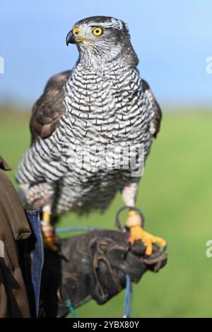 Beizjagd in Ostfriesland. Ein Adler sitzt auf der Hand eines Falkners. In Niedersachsen haben an diesem Wochenende 20 Falkner aus ganz Europa, an einer traditionellen Beizjagd teilgenommen. Im Jahr 2010 erhielt die Beizjagd besondere Anerkennung: Sie wurde in die repräsentative Liste des immateriellen Kulturerbes der Menschheit der UNESCO aufgenommen. Das Treffen in Riepe bietet den Falknern eine Gelegenheit, ihre beeindruckenden Jagdvögel in Aktion zu zeigen und sich über Techniken und Erfahrungen auszutauschen. Für Naturliebhaber und interessierte ist es ein seltenes Spektakel, die jahrhunde Stockfoto