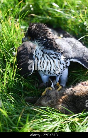 Beizjagd in Ostfriesland. Ein Adler hat einen Feldhasen erlegt. In Niedersachsen haben an diesem Wochenende 20 Falkner aus ganz Europa, an einer traditionellen Beizjagd teilgenommen. Im Jahr 2010 erhielt die Beizjagd besondere Anerkennung: Sie wurde in die repräsentative Liste des immateriellen Kulturerbes der Menschheit der UNESCO aufgenommen. Das Treffen in Riepe bietet den Falknern eine Gelegenheit, ihre beeindruckenden Jagdvögel in Aktion zu zeigen und sich über Techniken und Erfahrungen auszutauschen. Für Naturliebhaber und interessierte ist es ein seltenes Spektakel, die jahrhunderte alt Stockfoto