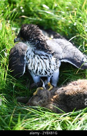 Beizjagd in Ostfriesland. Ein Adler hat einen Feldhasen erlegt. In Niedersachsen haben an diesem Wochenende 20 Falkner aus ganz Europa, an einer traditionellen Beizjagd teilgenommen. Im Jahr 2010 erhielt die Beizjagd besondere Anerkennung: Sie wurde in die repräsentative Liste des immateriellen Kulturerbes der Menschheit der UNESCO aufgenommen. Das Treffen in Riepe bietet den Falknern eine Gelegenheit, ihre beeindruckenden Jagdvögel in Aktion zu zeigen und sich über Techniken und Erfahrungen auszutauschen. Für Naturliebhaber und interessierte ist es ein seltenes Spektakel, die jahrhunderte alt Stockfoto