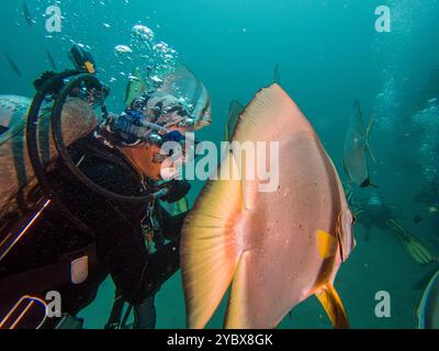 Schule von Platax Teira, Longfin Spadefish oder Fledermausfisch, und ein Taucher Puerto Galera, Philippinen. Das ist in der Mitte des Korallendreiecks Stockfoto