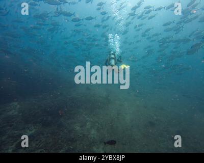 Ein Taucher in einer großen Schule von Big Eye Trevally, Jackfish oder Caranx sexfasciatus, außerhalb von Puerto Galera, Philippinen Stockfoto