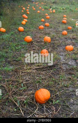 Kürbisfeld Stockfoto