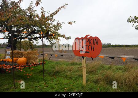 Kürbisfeld Stockfoto