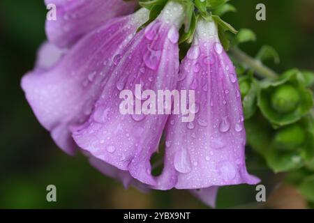 Regentropfen auf Fuchshandschuhblumen Stockfoto