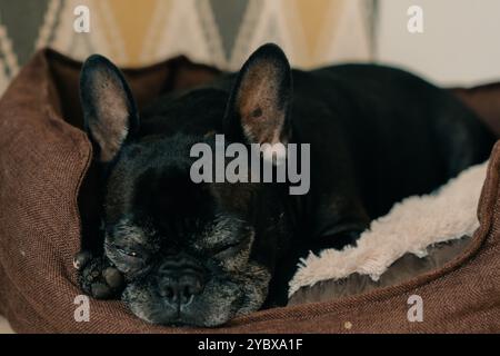 Alte französische Bulldogge liegt auf dem Boden und gähnt. Der Hund fühlt sich schläfrig an. Hochwertige Fotos Stockfoto