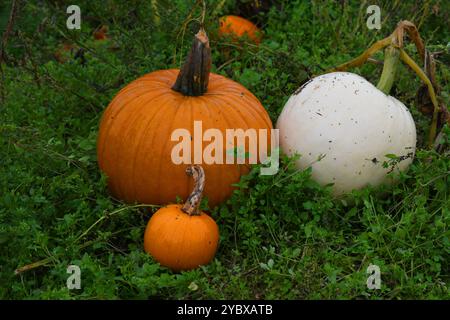 Kürbisfeld Stockfoto