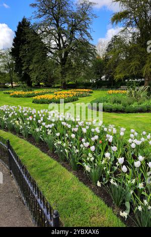 Frühlingsblumen in Jephson Gardens, Leamington Spa Town, Warwickshire, England, Großbritannien Stockfoto