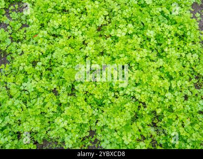 Nahaufnahme des Korianderanbaus ((Coriandrum sativum) Stockfoto