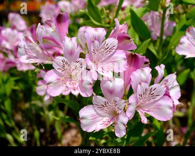 Makro der roten und gelben Peruanische Lilie Blume (Alstroemeria Aurantiaca) Stockfoto