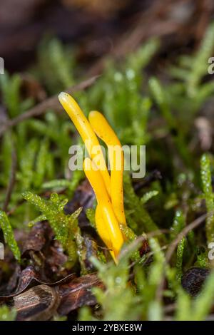 Gelber Clubpilz (Clavulinopsis helvola), der im Herbst in Surrey, England, Vereinigtes Königreich wächst Stockfoto