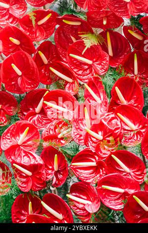 Toledo, Spanien, 19. Juni 2014: Vibrant Red Floral Array – Fronleichnamsprozession in Toledo Stockfoto