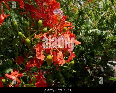 Flammenbaum oder Delonix regia in Blüte, Nahaufnahme mit roten Blüten. Tropischer blühender Baum, königliche poinciana im Sommer in guadeloupe Stockfoto