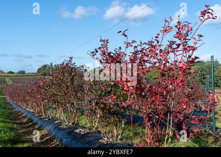 Bio Heidelbeerfelder oder Bauernhof im Herbst, Heidelbeerfruchtsträucher mit roten Blättern im Herbst, Surrey, England, Großbritannien Stockfoto