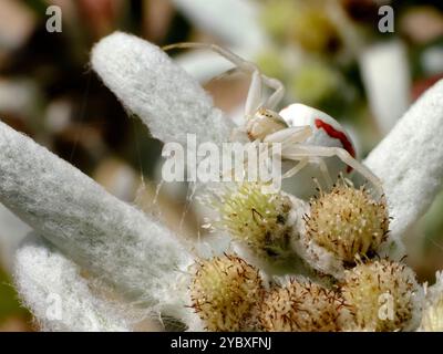 Makro einer weißen Krabbenspinne (Misumena vatia) mit einem orangefarbenen Streifen auf Blütenedelweiß-Blüte Stockfoto
