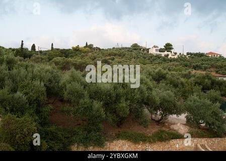 Üppiger Olivenhain, der sich über sanfte Hügel erstreckt, mit Häusern, eingebettet in Grün und einem bewölkten Himmel im Hintergrund, die eine ländliche Atmosphäre hervorrufen. Stockfoto