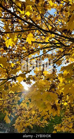 Ein norwegischer Ahorn (Acer platanoides) in Berlin-Schöneberg im Herbst Stockfoto