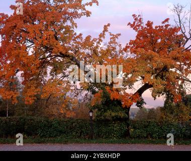 Ahorn in Herbstfarbe Stockfoto
