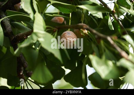 Gingko-Biloba-Früchte, reif, zwischen Blättern am Zweig Stockfoto