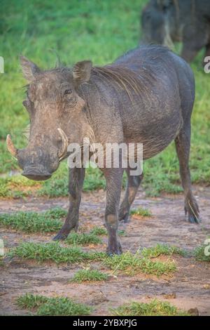 Warzenschwein steht auf Gras im Kruger-Nationalpark, Südafrika. Stockfoto