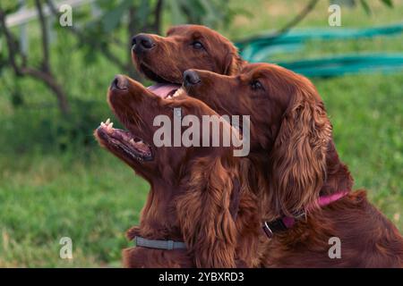 Fröhlicher, verspielter irischer Setter im Park Stockfoto