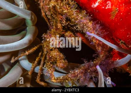 Anemone Spider Crab, Inachus phalangium, in seiner Anemone, Costa Brava, Katalonien, Spanien Stockfoto