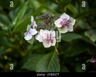 Trewidden Gardens Penzance White Daisy Dimorphotheca Stockfoto