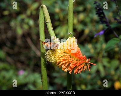 Trewidden Gardens Penzance White Daisy Dimorphotheca Stockfoto