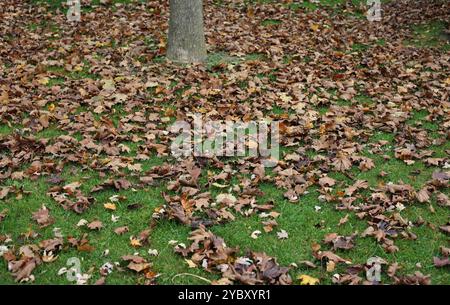 Gras bedeckt mit einer Schicht Herbstlaub, mit braunen und gelben Blättern von einem Crimson King Maple Baum in Trevor, Wisconsin, USA Stockfoto