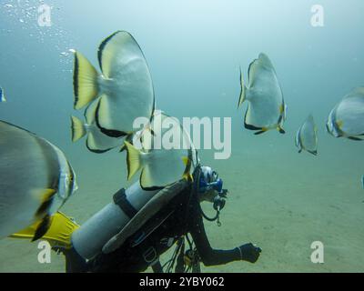 Schule von Platax Teira, Longfin Spadefish oder Fledermausfisch, und ein Taucher Puerto Galera, Philippinen. Das ist in der Mitte des Korallendreiecks Stockfoto