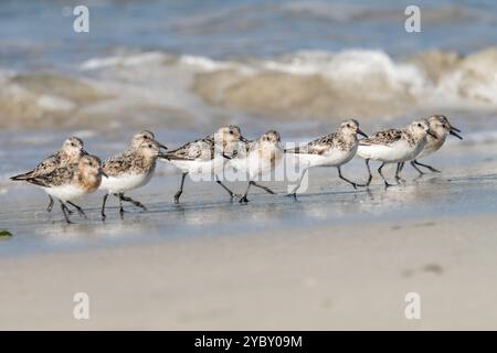 Sanderling an einem Strand in der Bretagne, Frankreich Stockfoto