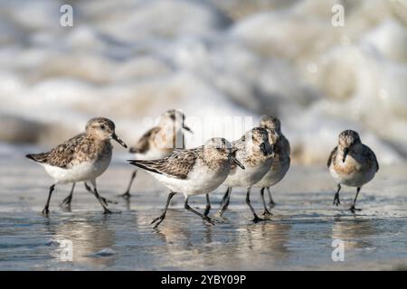 Sanderling an einem Strand in der Bretagne, Frankreich Stockfoto