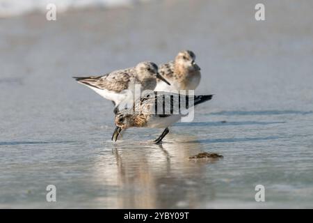 Sanderling an einem Strand in der Bretagne, Frankreich Stockfoto