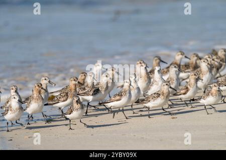 Sanderling an einem Strand in der Bretagne, Frankreich Stockfoto