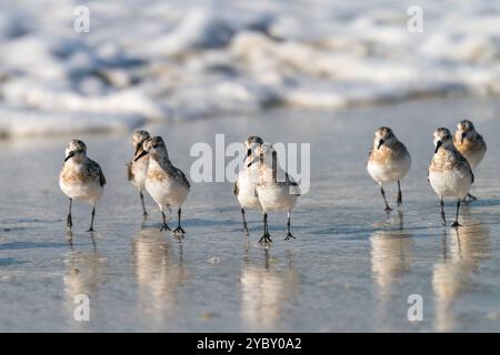 Sanderling an einem Strand in der Bretagne, Frankreich Stockfoto