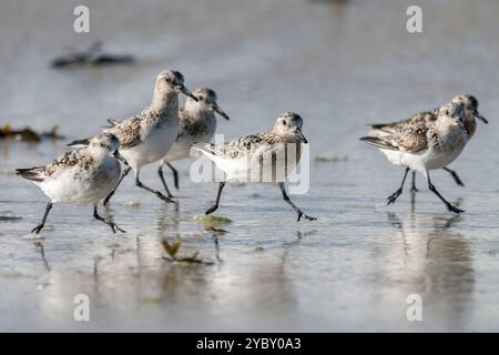 Sanderling an einem Strand in der Bretagne, Frankreich Stockfoto