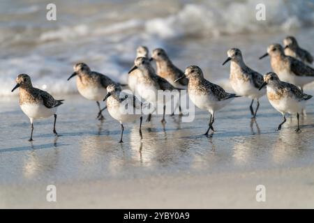Sanderling an einem Strand in der Bretagne, Frankreich Stockfoto