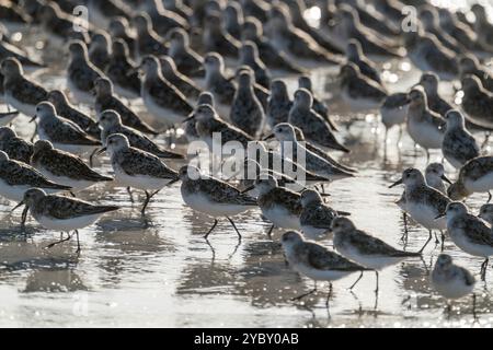 Sanderling an einem Strand in der Bretagne, Frankreich Stockfoto