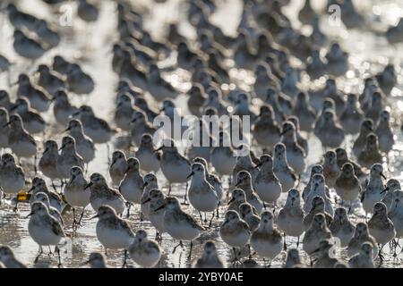 Sanderling an einem Strand in der Bretagne, Frankreich Stockfoto