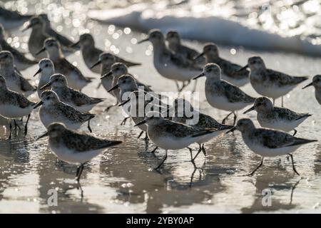 Sanderling an einem Strand in der Bretagne, Frankreich Stockfoto
