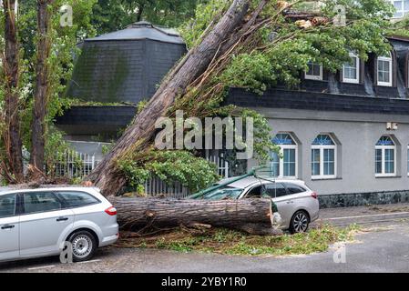 Sturmschaden in Bratislava: Gefallene Pappel zerquetscht Auto, Straßenlaterne nach unten, zweiter Baum lehnt sich nach starkem Wind auf das Gebäude Stockfoto