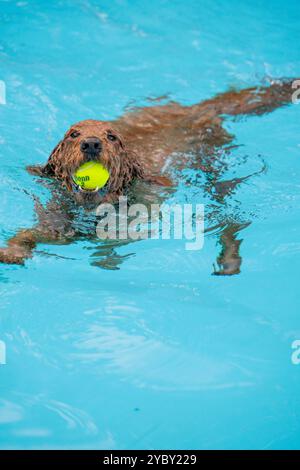 Ein Golden Retriever schwimmt in einem Pool mit einem Tennisball im Mund. In einer Wohngemeinde in Arlington, Virginia, sind die Bewohner von b Stockfoto