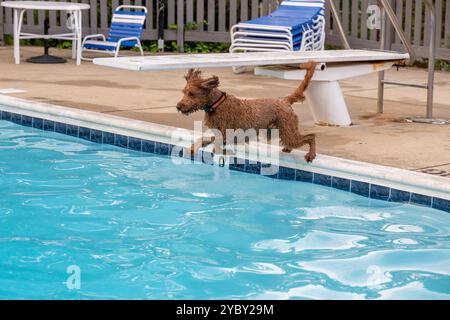 Ein brauner Labradoodle-Hund springt in einen Pool und jagt einen Ball. Sequenz. In einer Wohngemeinde in Arlington, Virginia, sind die Bewohner bereit, mitzubringen Stockfoto