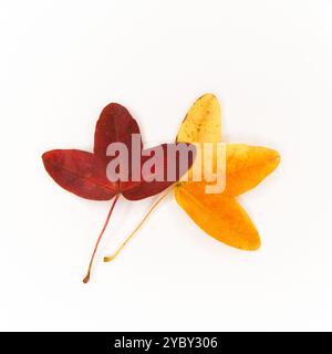 Blätter von Acer monspessulanum, Montpellier Ahorn, französischer Ahorn mit farbenfroher Herbstfärbung und weißem Hintergrund Stockfoto