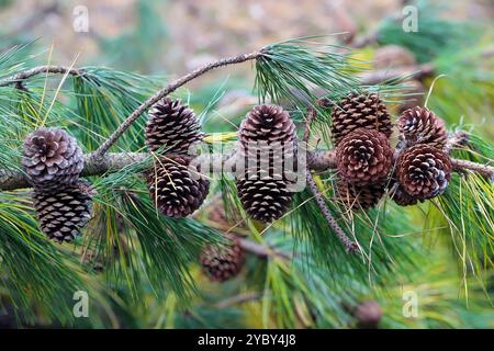 Zahlreiche Tannenzapfen auf einem Ast. Offene Kegel, aus denen bereits Samen herausgefallen sind. Pinus rigida, die Pechkiefer. Stockfoto