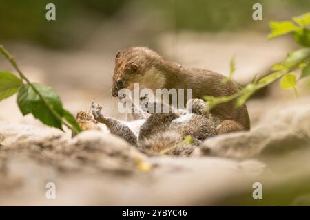 Stau mit grauem Eichhörnchen Beute. Stockfoto