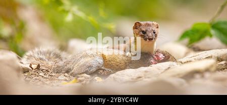 Stau mit grauem Eichhörnchen Beute. Stockfoto