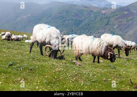 Die Schafe grasen friedlich auf den grünen Weiden der französischen Pyrenäen und zeigen die natürliche Schönheit in einer ruhigen Landschaft. Stockfoto